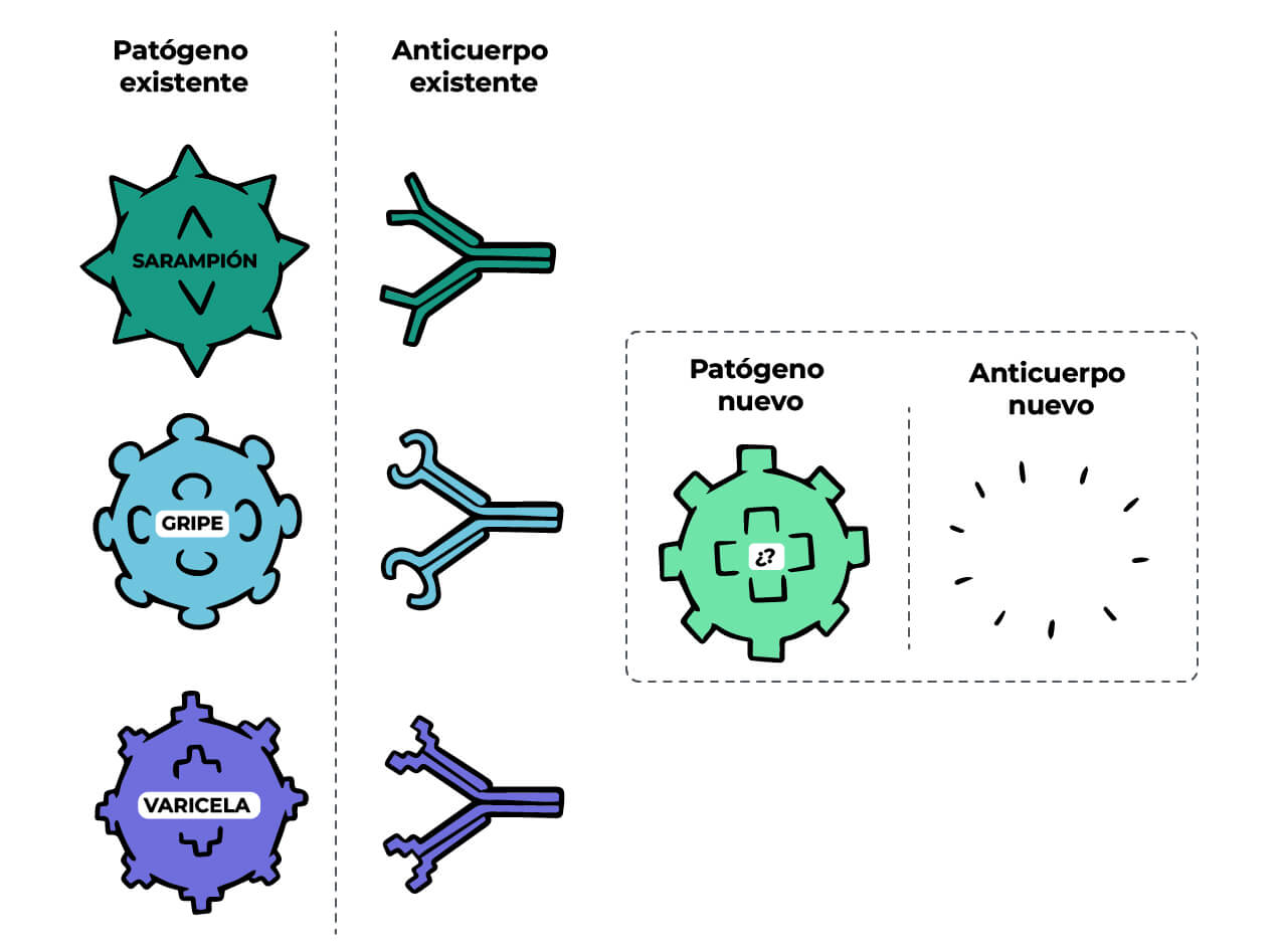 Se muestra los patógenos existentes (Sarampión, Gripe, Varicela) y a su lado el anti cuerpo existentes. Luego se visualiza un patógeno nuevo, sin anticuerpo.