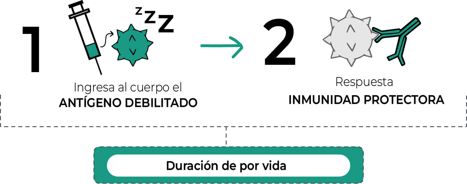 Infografías: Muestra una vacuna con el antígeno debilitado para ingresar al cuerpo y luego como respuesta de inmunidad protectora lo que hace una duración de por vida.